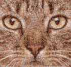 Pussy Cat Boobs Collage